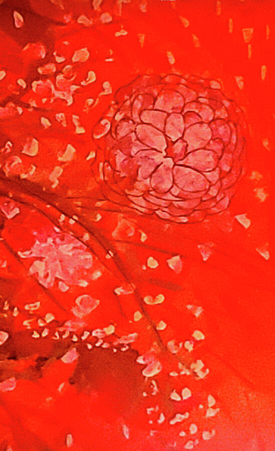 Red Flora Painting by Karen Lillard