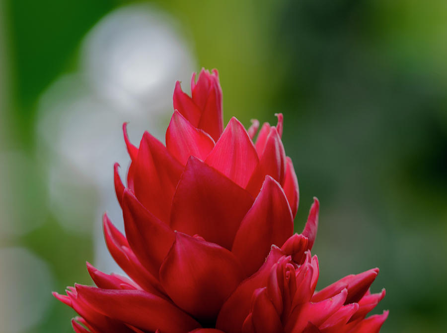 Red Flower 3 Photograph by Brian Howerton