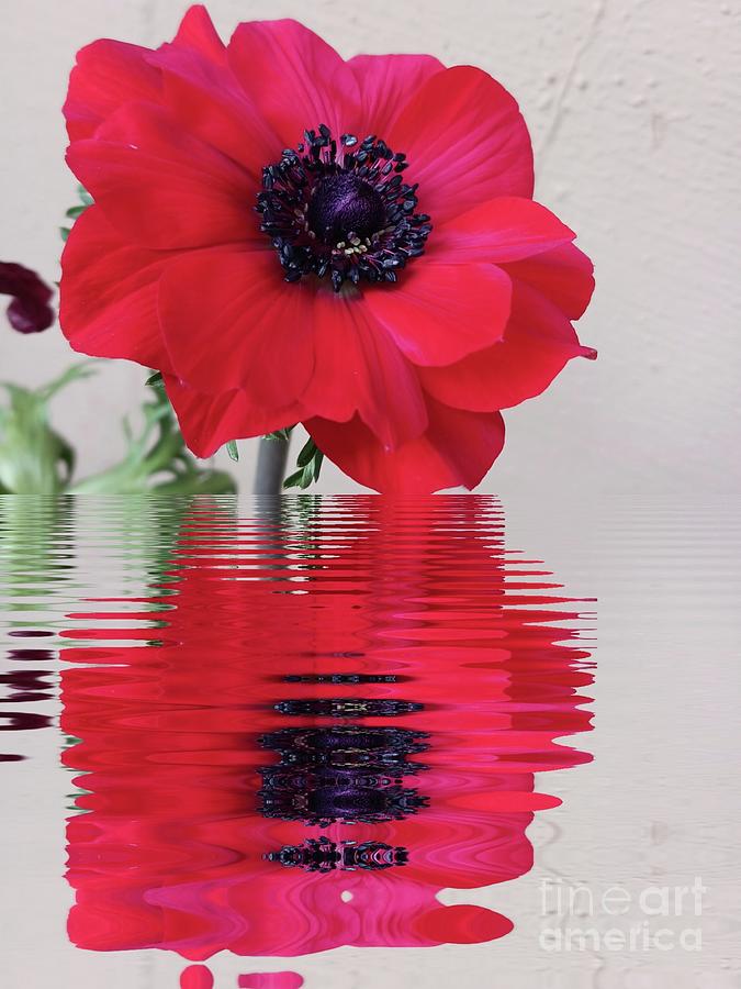 Red flower art Photograph by Steven Wills