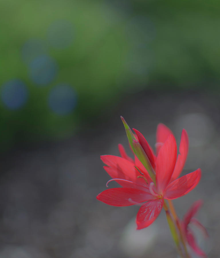 Red Flower Photograph by Brian Howerton