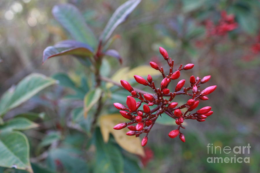 Red flower buds Photograph by Jindra Noewi