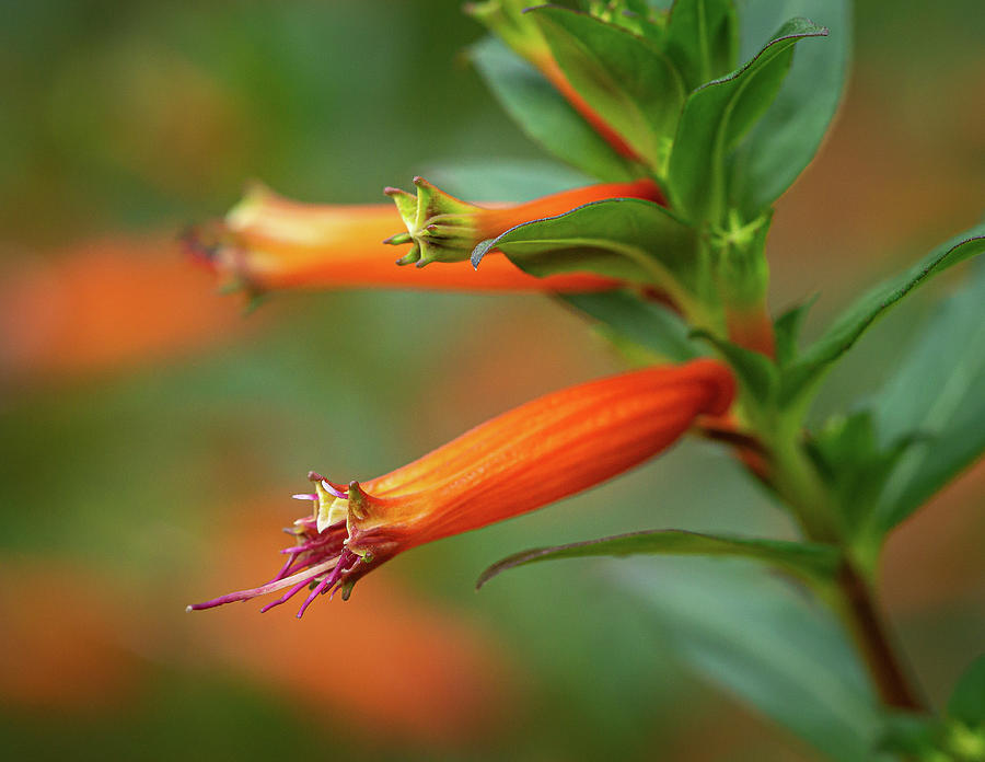 Orange Flower #2 Photograph by David Morehead