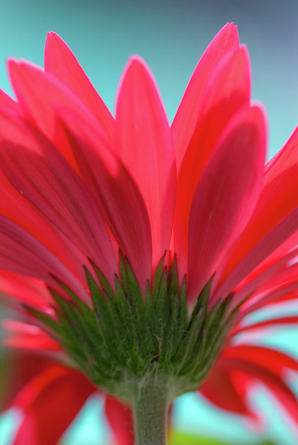 Red Flower Photograph by David Simchock
