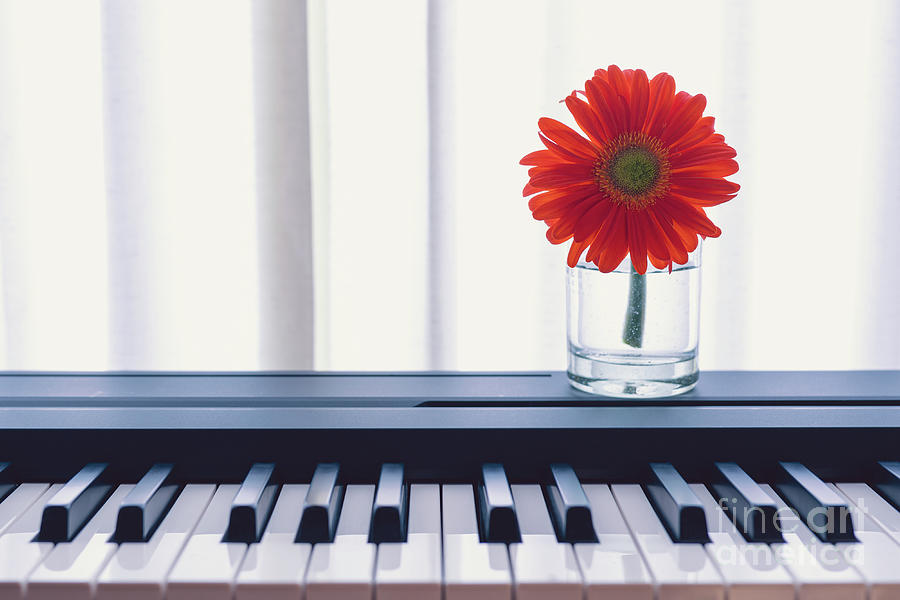 Red flower in a transparent vase on a piano Photograph by Hanna Tor ...