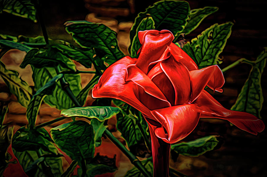 Red Flower in Garden Photograph by Joseph Hollingsworth