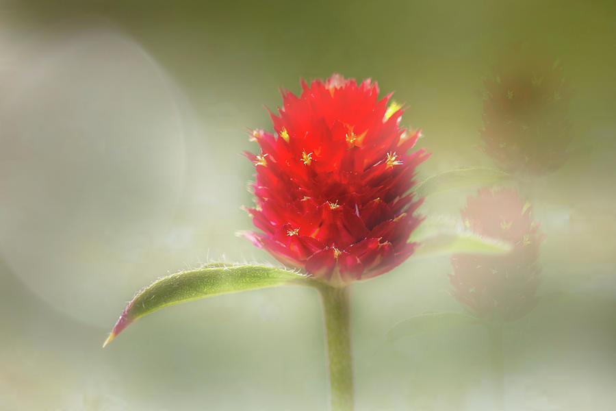 Red Flower in Mist Photograph by Cheryl Day