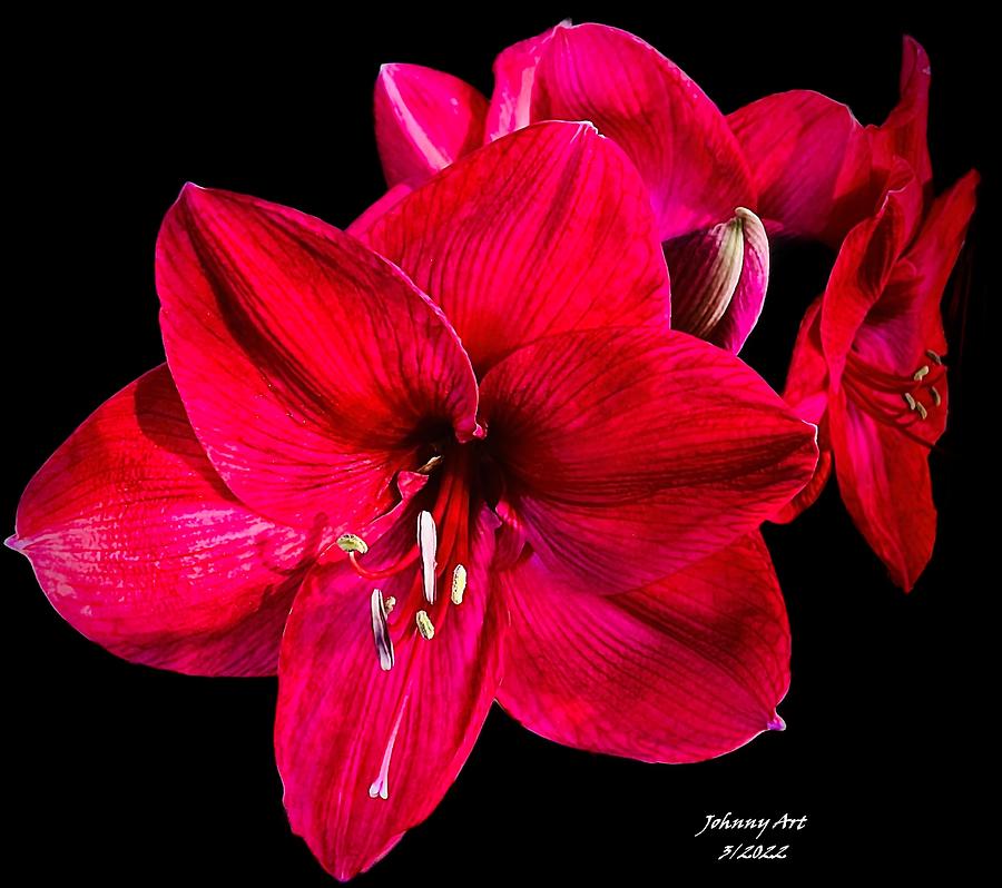 Red Flower Photograph by John Anderson