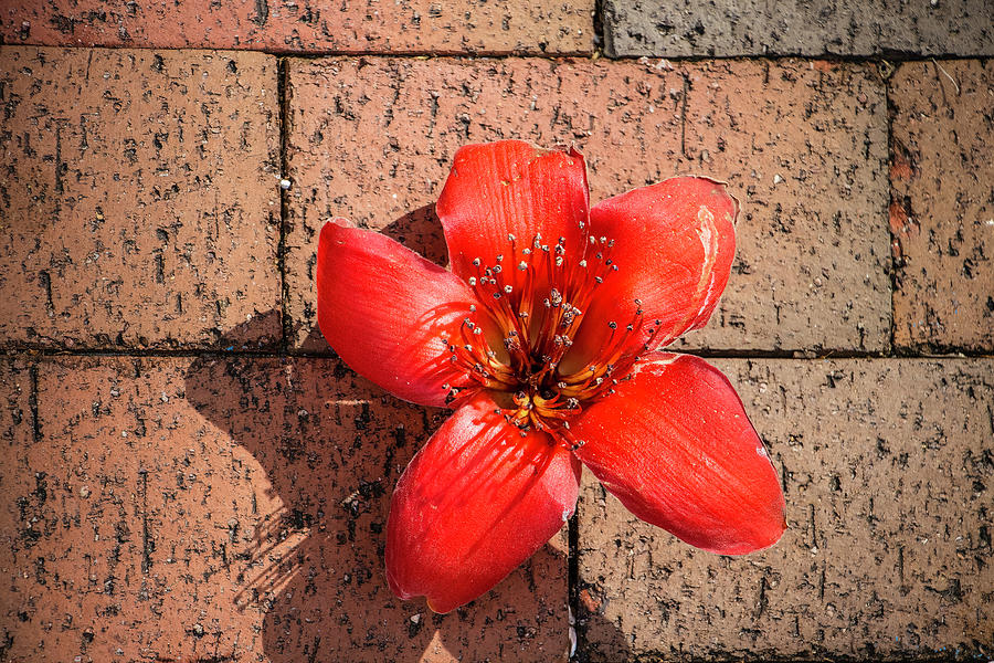Red Flower on Bricks Photograph by Robert Wilder Jr