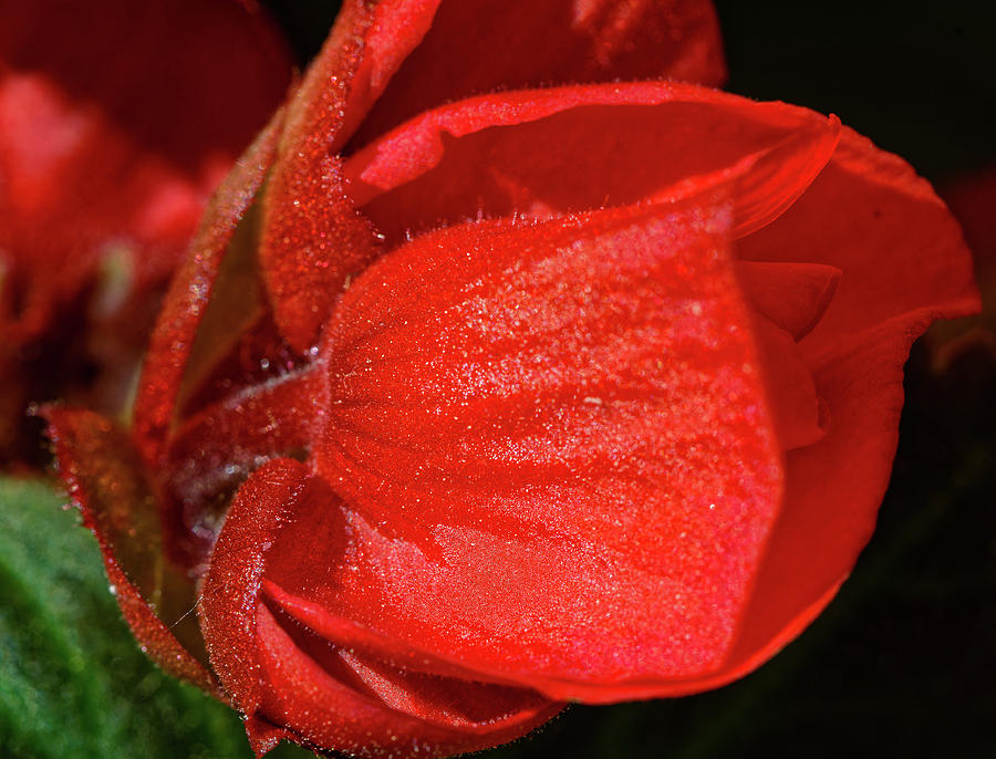 Red Flower or Summer Passion  Photograph by Aleksandrs Drozdovs