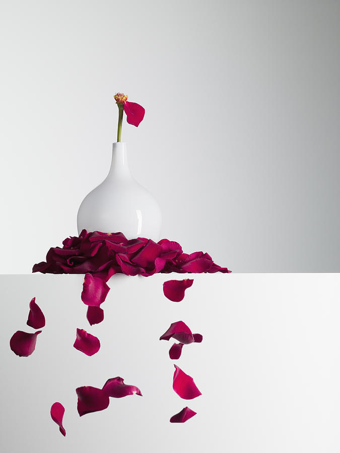 Red flower petals falling from stem in vase Photograph by Martin Barraud