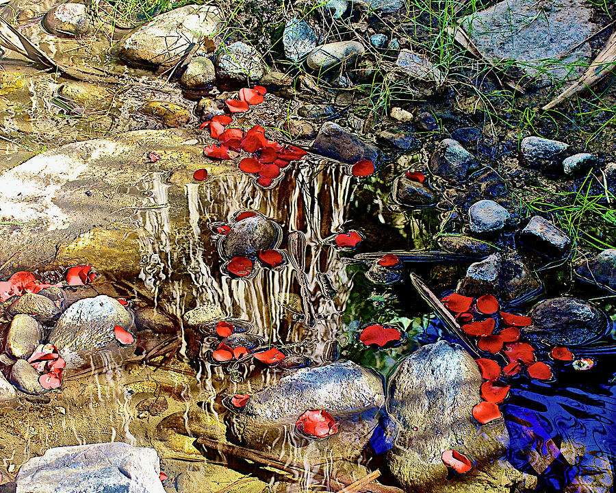 Red Flower Petals in Creek in Lower Palm Canyon Trail in Indian Canyons near Palm Springs,California Photograph by Ruth Hager