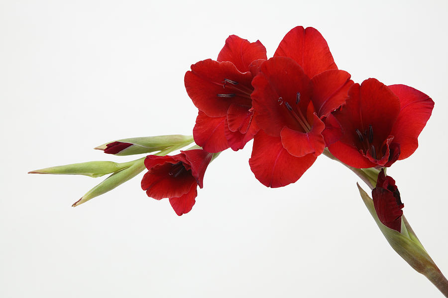 Red flower Photograph by Takao Shioguchi