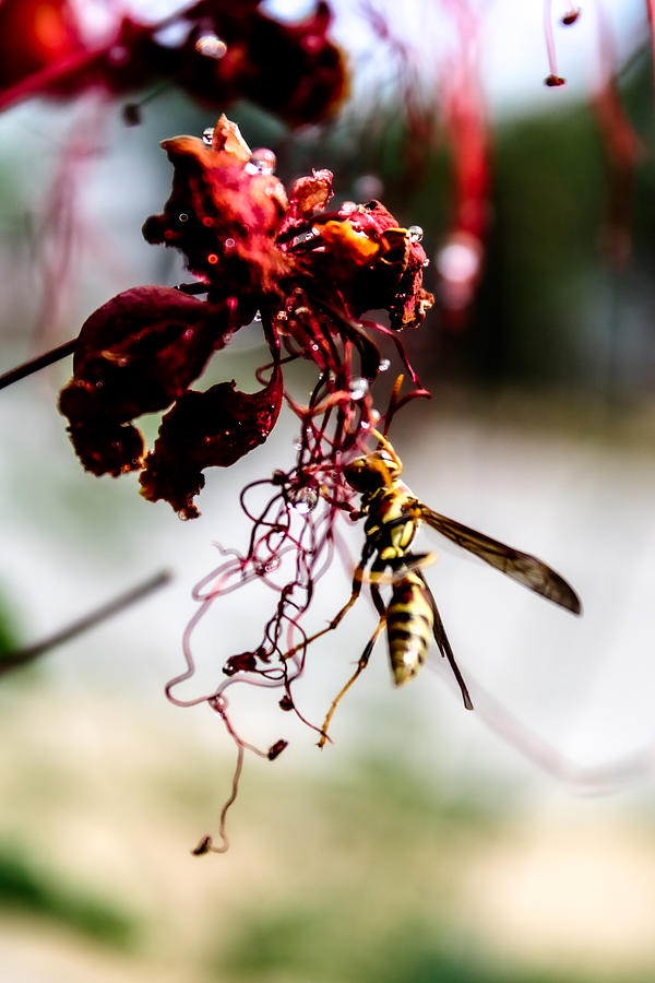 Red Flower Wasp Photograph by W Craig Photography