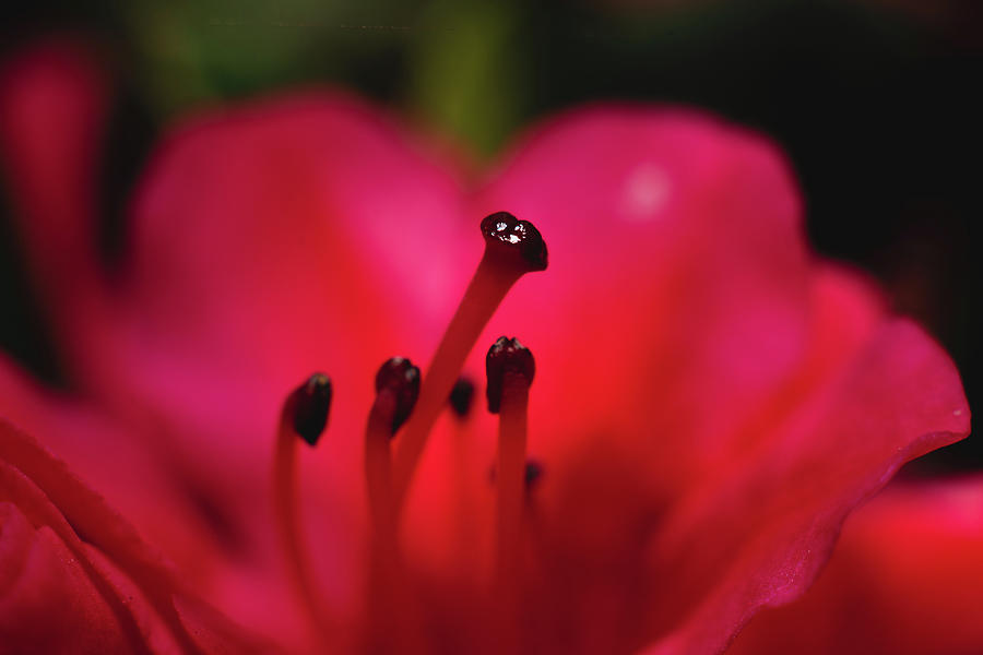Red flower with black anther close up Photograph by Scott Lyons