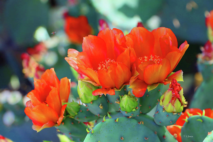 Red Flowered Prickly Pear Cactus Digital Art by Tom Janca