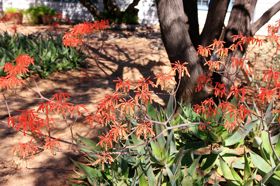 Red Flowering Aloe Vera Photograph by Chris Smith