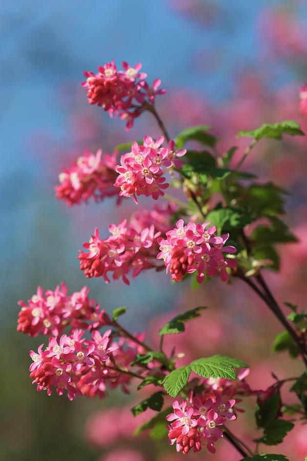 Red-flowering Currant 1 Photograph