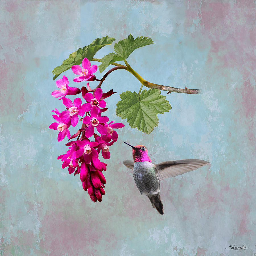 Red Flowering Currant and Hummingbird Digital Art by Spadecaller