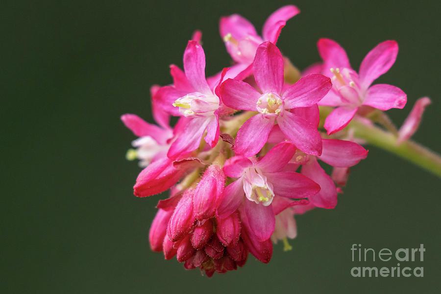 Seattle Photograph - Red-flowering Currant Blossom by Nancy Gleason