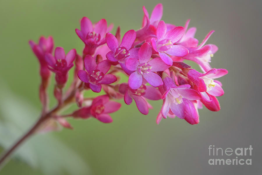 Seattle Photograph - Red-flowering Currant in Spring Sunlight by Nancy Gleason