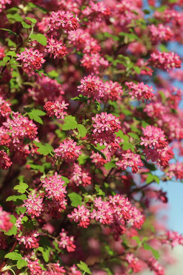 Red-flowering Currant Photograph by Jenny Rainbow