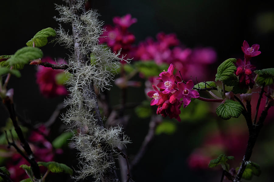 Red Flowering Currant Photograph by Randy Hall