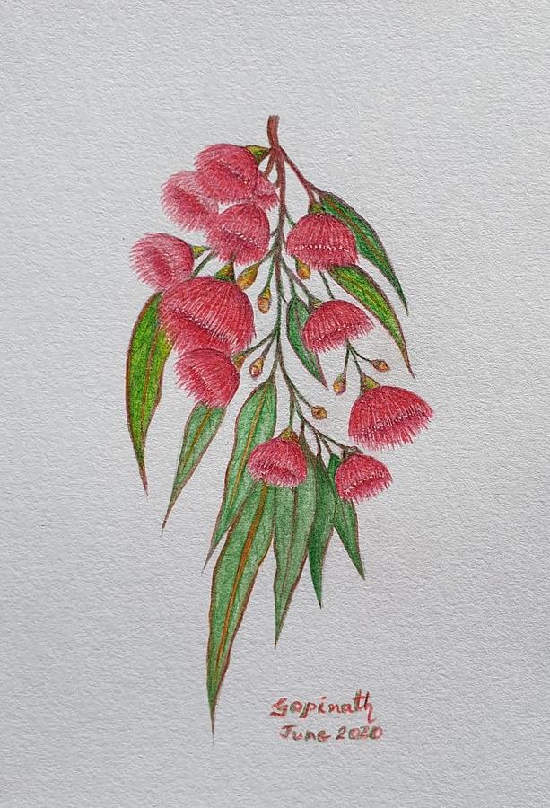 Red Flowering Gum by Gopinath Iyer