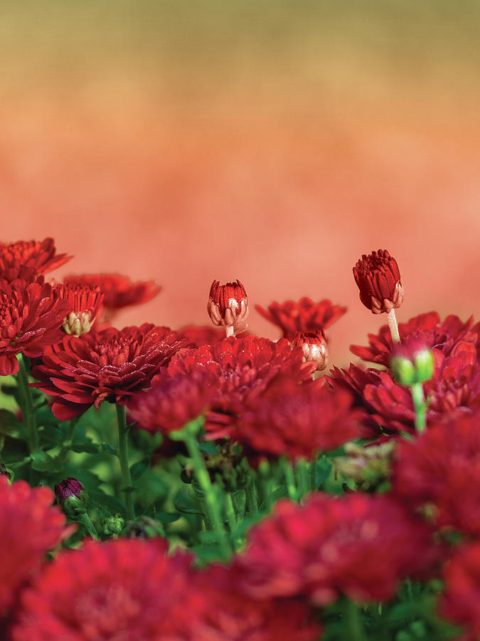 Red Flowering Mums Photograph by Mark Beckwith
