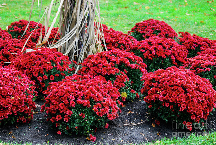 Red Flowering Shrubs Photograph by Ee Photography