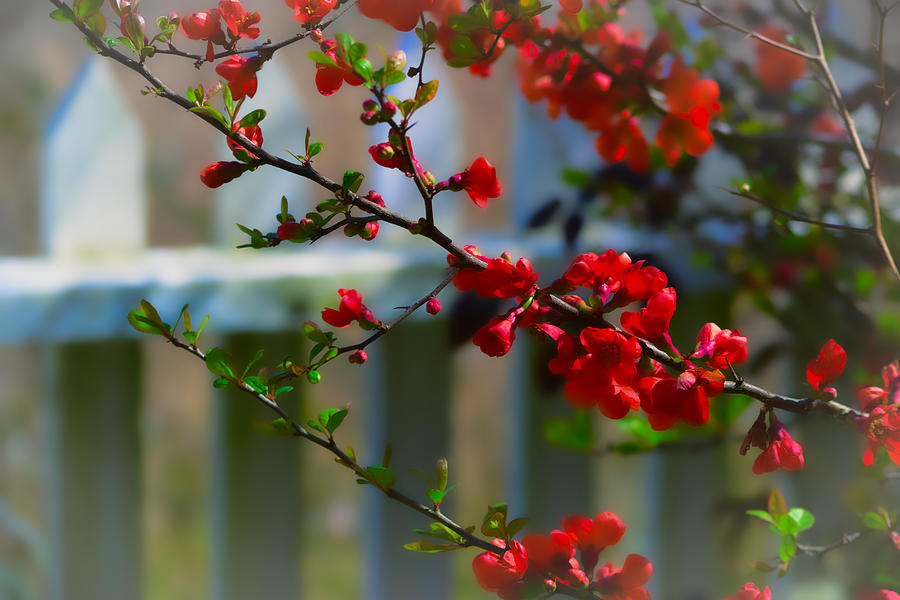 Red Flowering Tree Photograph by Bonnie Bruno