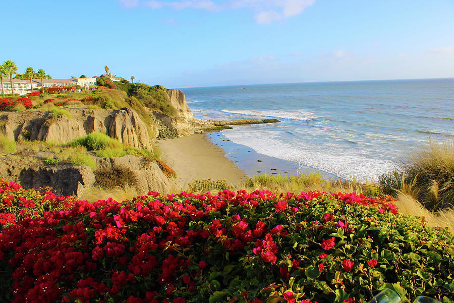 Red Flowers at the Beach Photograph by Marcus Jones