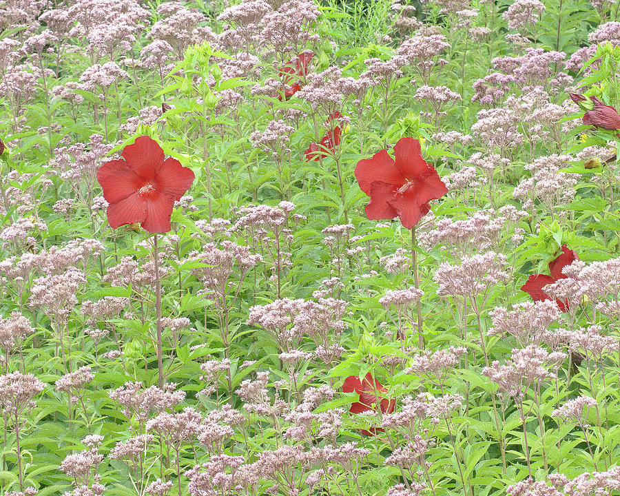 Red Flowers in a Field - Chicago Botanic Garden Photograph by David Morehead