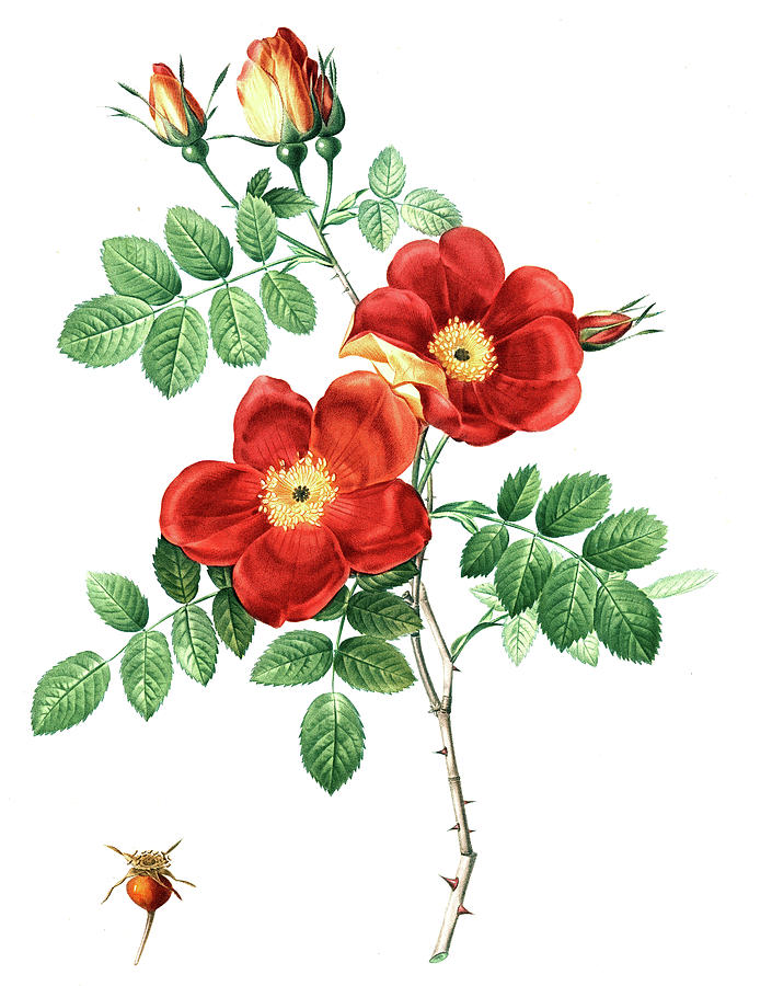 Red Flowers Digital Art by Long Shot