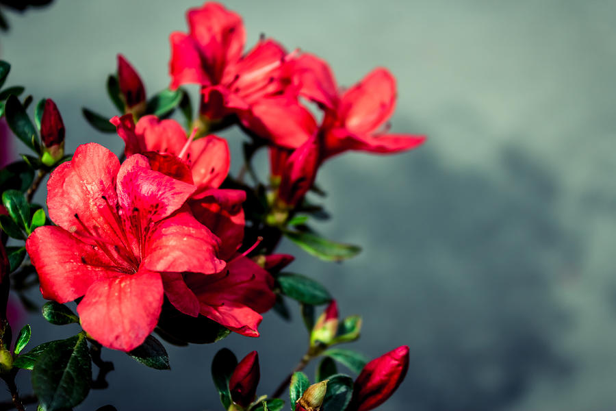Red flowers Photograph by Madrolly