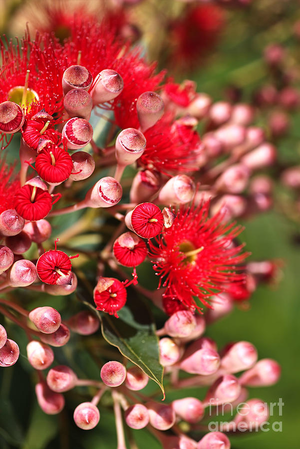 Red Flowers Of Eucalyptus  Photograph by Joy Watson