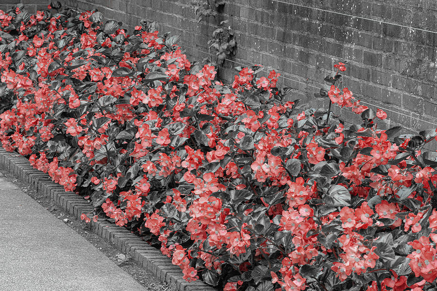 Red Flowers on Black and White Photograph by David Morehead