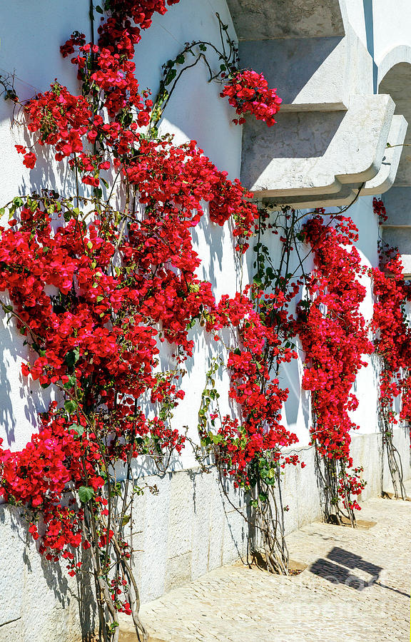 Red Flowers on the Wall in Cascais Photograph by John Rizzuto