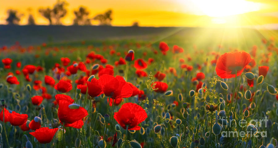 Red Flowers Poppies Photograph by Boon Mee