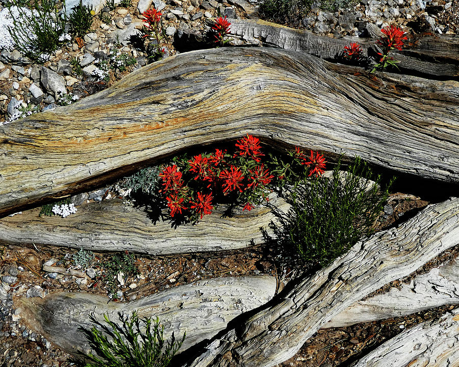 Red Flowers with Weathered Wood Photograph by Alan Socolik