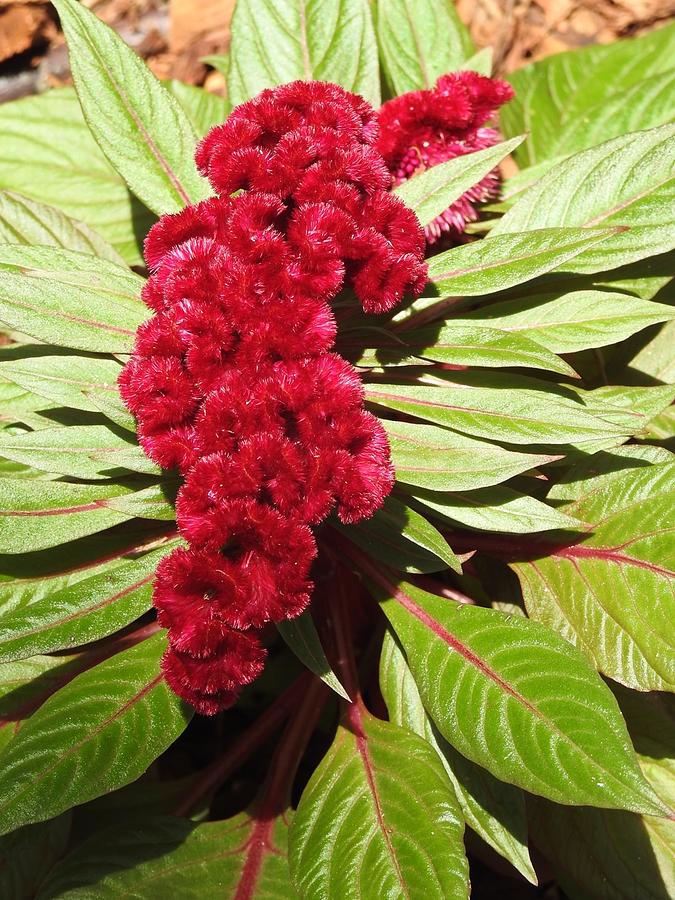 Red fluff Photograph by Stephanie Kenady | Fine Art America