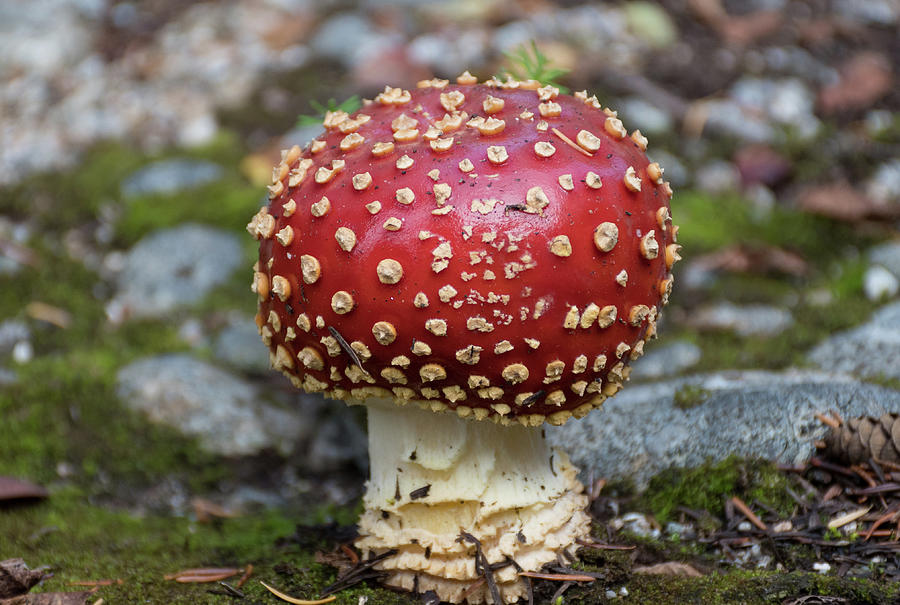 Red Fly Agaric Mushroom Photograph by Joan Septembre