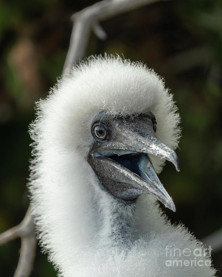 Red-footed Booby Chick Face Photograph by Nancy Gleason