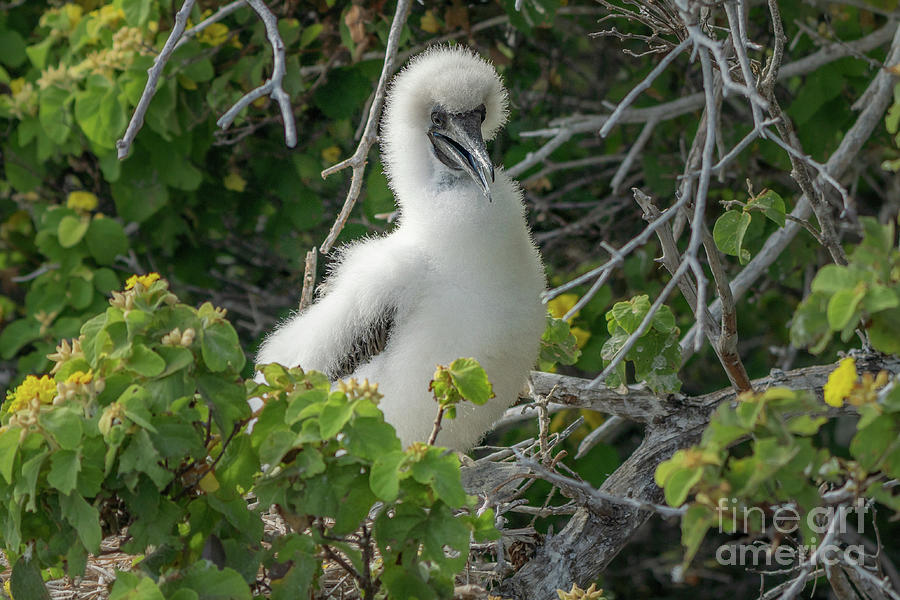 Red-footed Booby Chick on Nest Photograph by Nancy Gleason