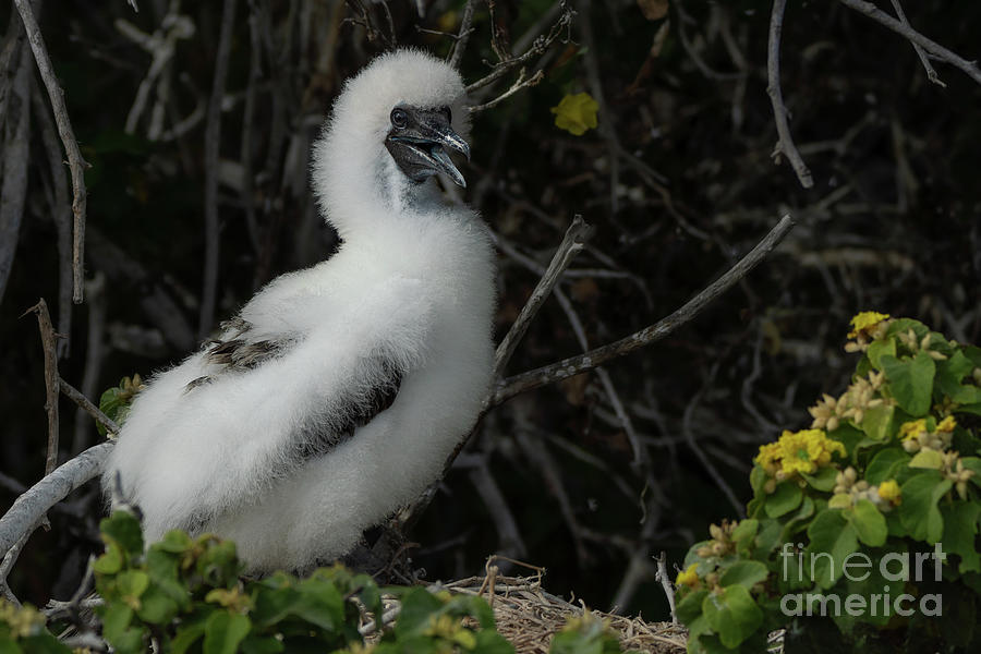 Red-footed Booby Chick Standing on Nest Photograph by Nancy Gleason