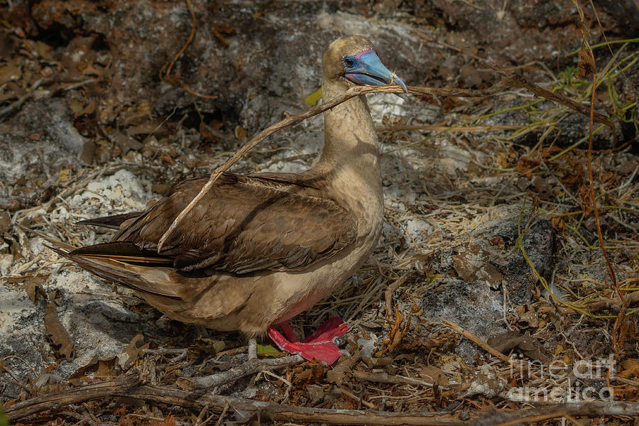 Red-footed Booby Collecting Nest Material Photograph by Nancy Gleason