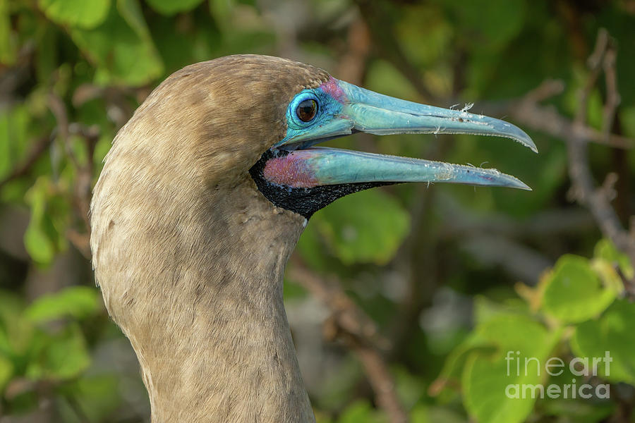 Red-footed Booby Face Profile Photograph by Nancy Gleason
