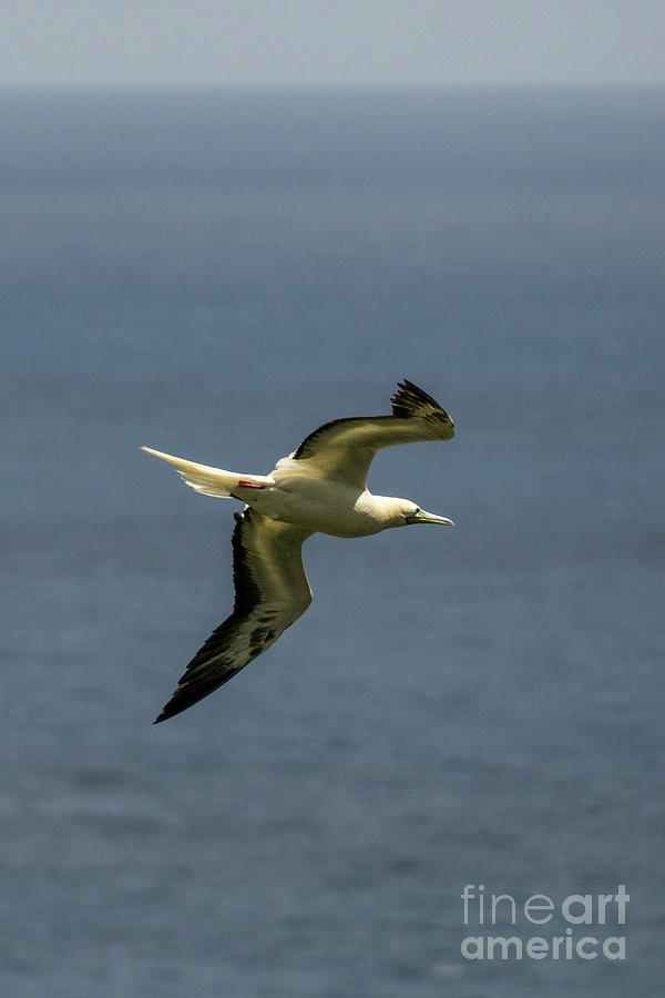Animal Photograph - Red-Footed Booby in Flight at Kilauaea by Nancy Gleason
