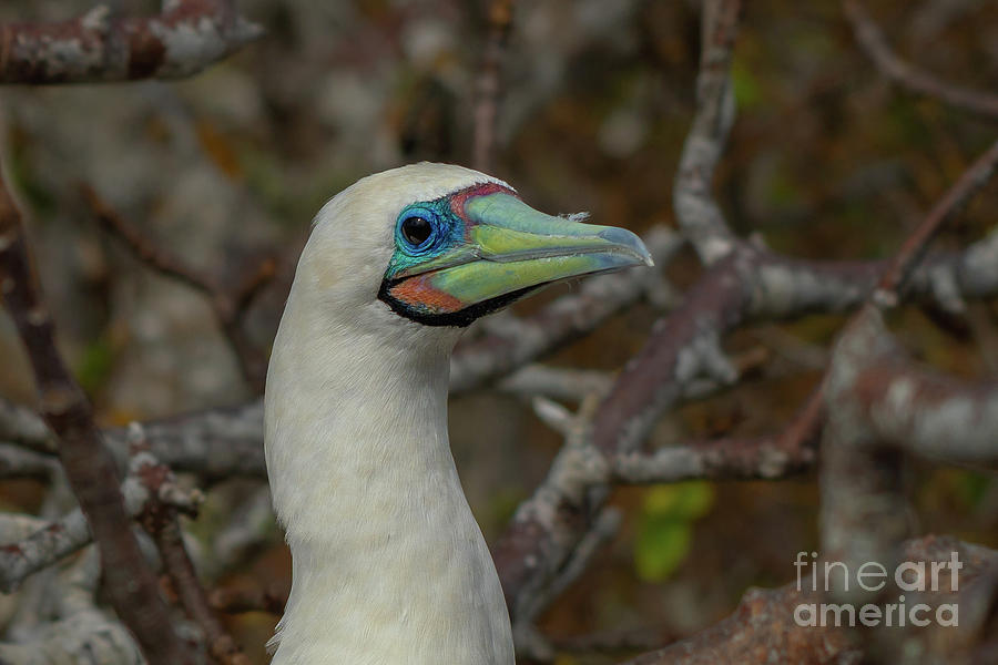Red-footed Booby Looking Out Photograph by Nancy Gleason