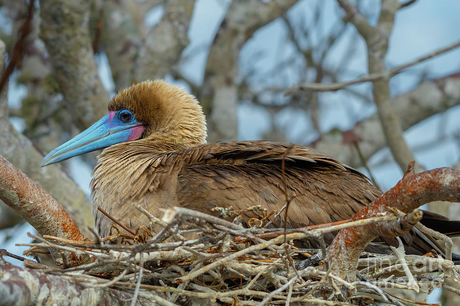 Red-footed Booby on Nest on Genovesa Island Photograph by Nancy Gleason