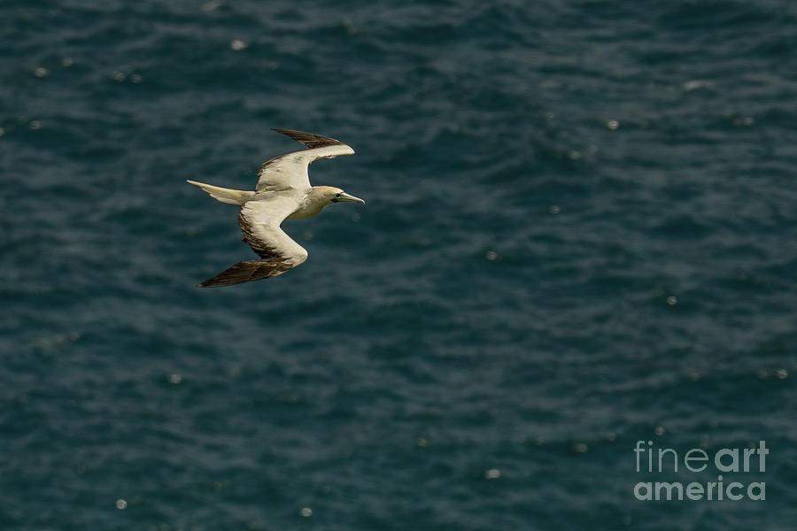 Red-Footed Booby over the Pacific Photograph by Nancy Gleason